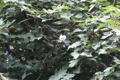 Hibiscus platanifolius